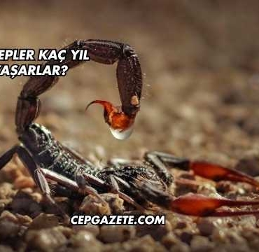 Akrepler Kaç Yıl Yaşarlar?